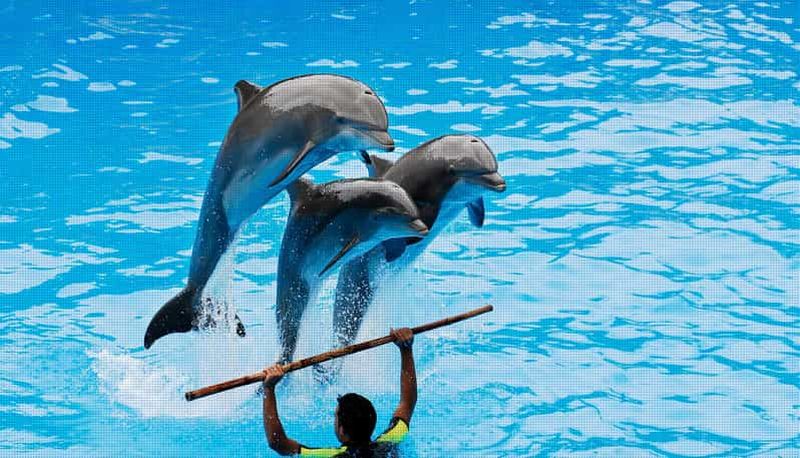 Billet Transfert gratuit pour le spectacle des dauphins depuis Alanya, Side, Kemer et Antalya