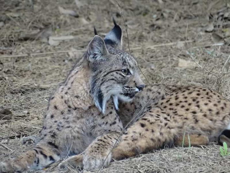 Billet Depuis Séville : Parc naturel de Doñana, El Rocio et Matalascañas
