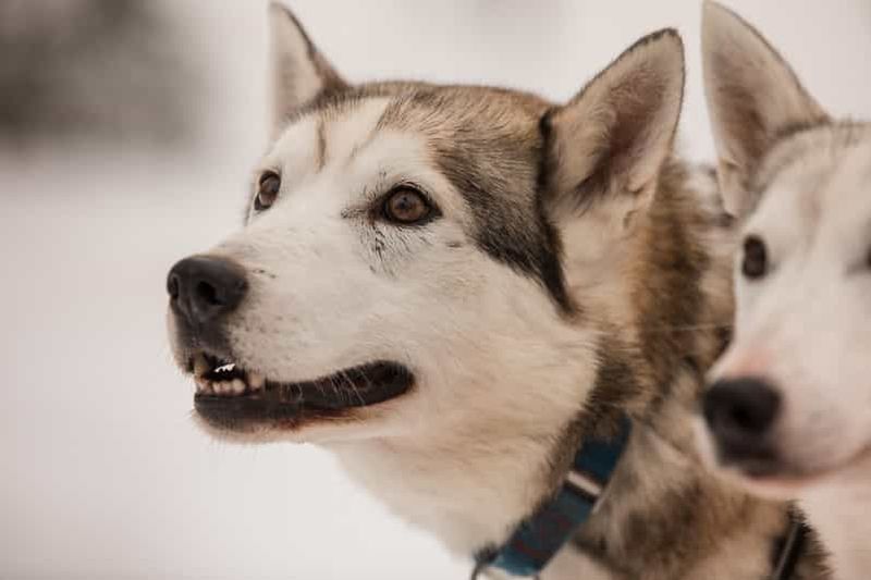 Billet Snowy Trails Husky Safari (5 Km)