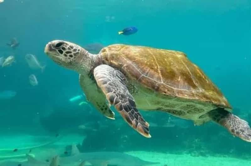 Billet Dolomites : randonnée privée au lever du soleil avec petit déjeuner