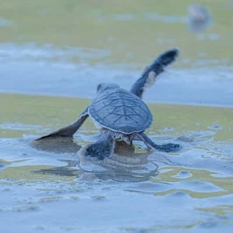 Billet Observation nocturne des tortues et plongée avec tuba dans les coraux à Con Dao