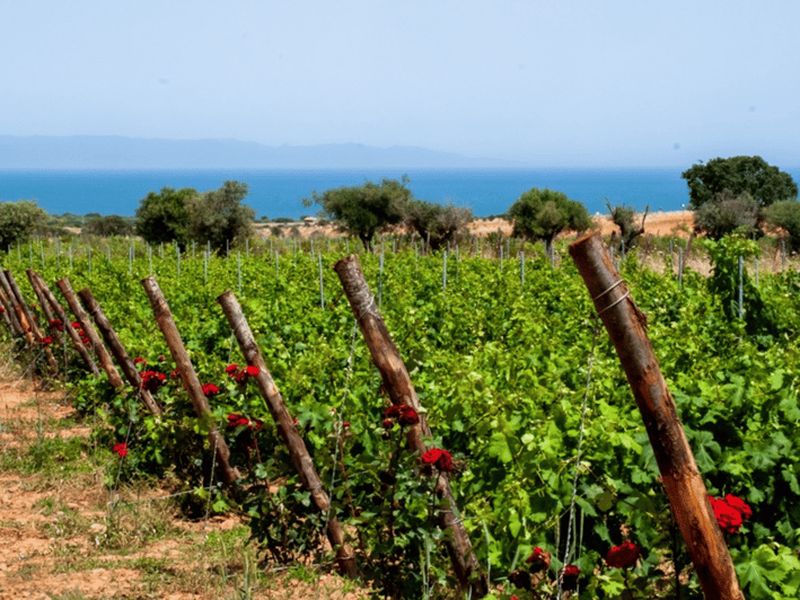 Billet Dégustation de vins et visite d'un domaine viticole dans les collines de la campagne de Cagliari