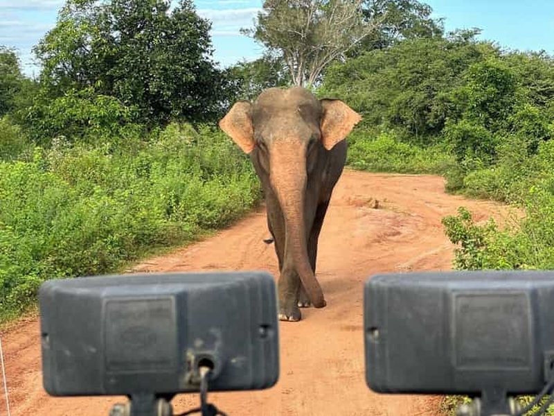 Billet Depuis la côte sud : safari au parc d'Uda Walawe avec dépôt à Ella
