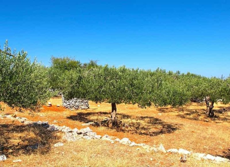 Billet Zadar, Šibenik : dégustation d'huile d'olive, de vin et de produits locaux, en voiture