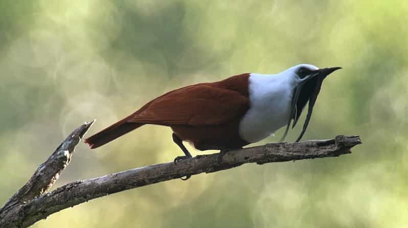 Billet Monteverde : Visite d'une demi-journée d'observation des oiseaux