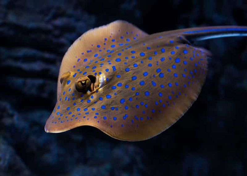 Billet Cairns : Visite guidée de l'Aquarium au crépuscule