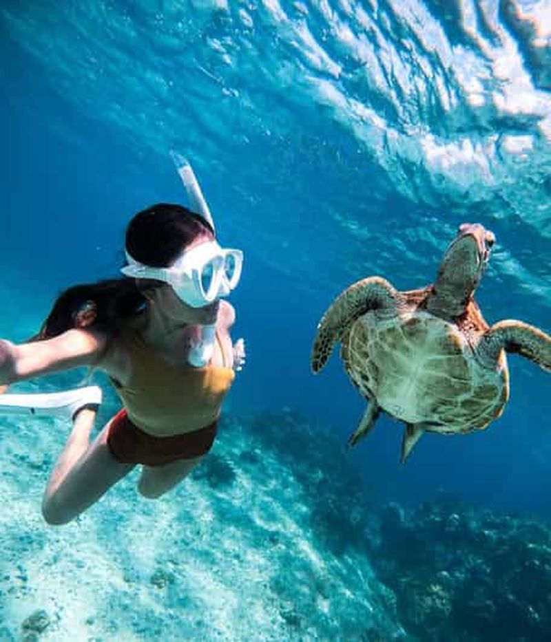 Billet Bohol : excursion sur l'île avec observation des dauphins et des tortues