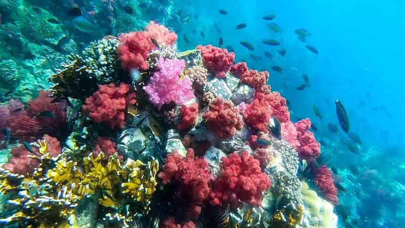 Billet Koh Lipe : Programme de plongée avec tuba en bateau à longue queue A