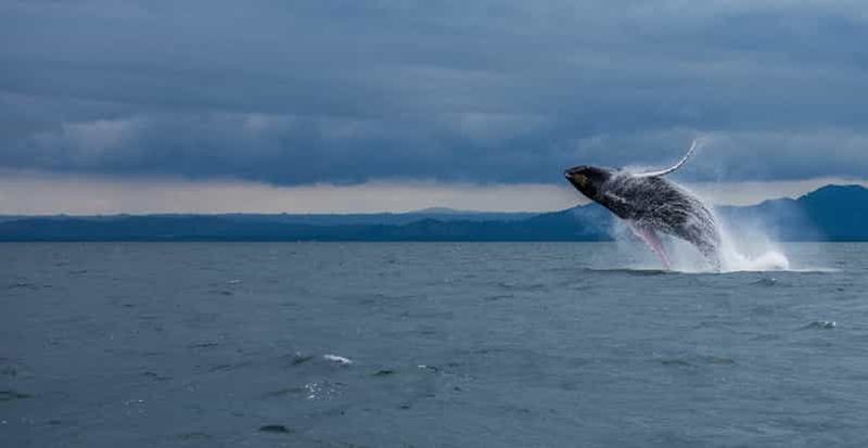 Billet Samaná : excursion d'observation des baleines avec collations