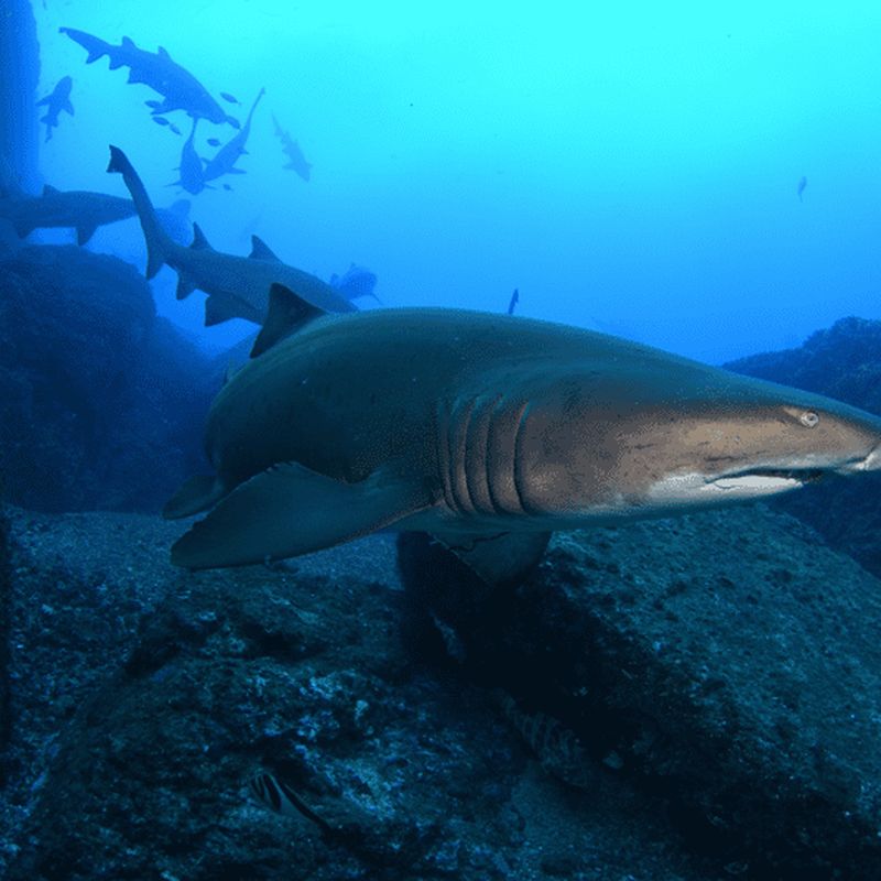 Billet Bondi : Plongée avec les requins à Bushrangers Bay pour les plongeurs certifiés