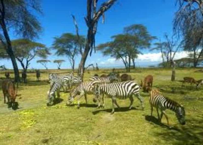 Billet Aventure sur le lac Naivasha : l'île de Crescent et safari en bateau