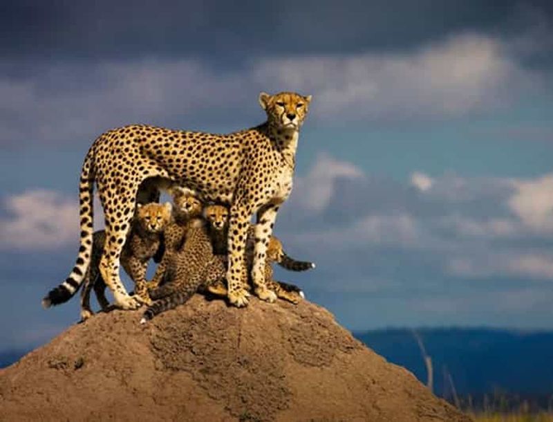 Billet Safari privé de nuit au Masai Mara