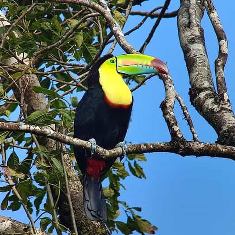 Billet Visite d'observation des oiseaux de la réserve de Curicancha à Monteverde