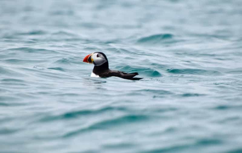 Billet Herm : visite guidée en kayak à la rencontre des macareux
