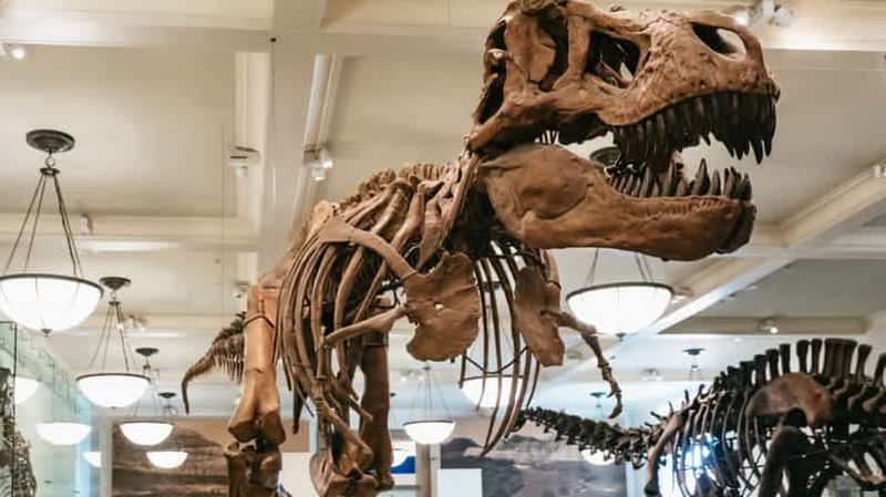 Billet New York : billet pour le musée américain d'histoire naturelle