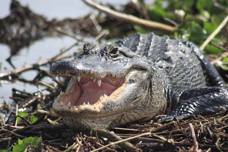 Billet Safari d'une journée dans les Everglades au départ de Sanibel, Fort Myers et Naples