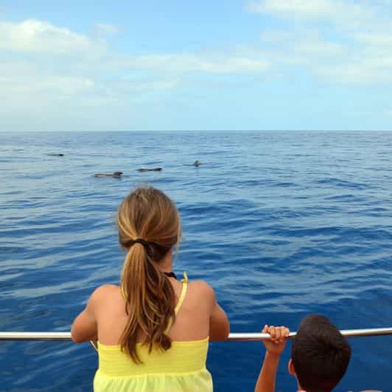 Billet Ténérife : croisière d'observation des baleines et dauphins avec arrêt baignade