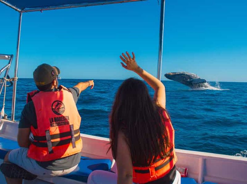 Billet Cabo : observation de baleines en bateau à fond de verre jusqu'à l'Arche