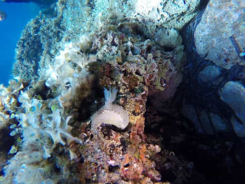 Billet Dubrovnik : Cours de découverte de la plongée sous-marine d'une journée