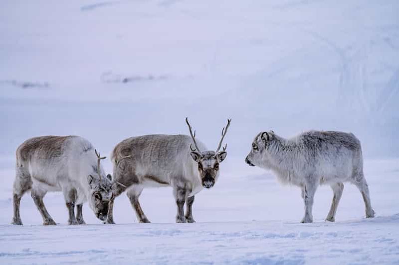 Billet Longyearbyen : randonnée en raquettes sur le glacier de Longyearbreen