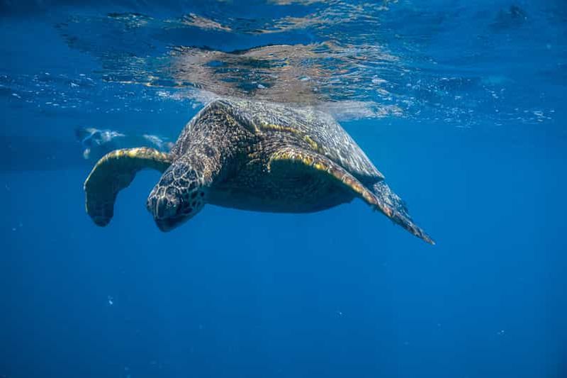 Billet Depuis Waikiki : excursion de snorkeling au Turtle Canyon