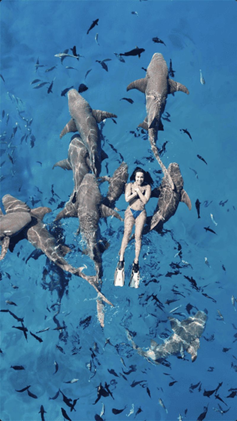 Billet Maafushi : requins-nourrices, raies pastenagues, bancs de sable et dauphins