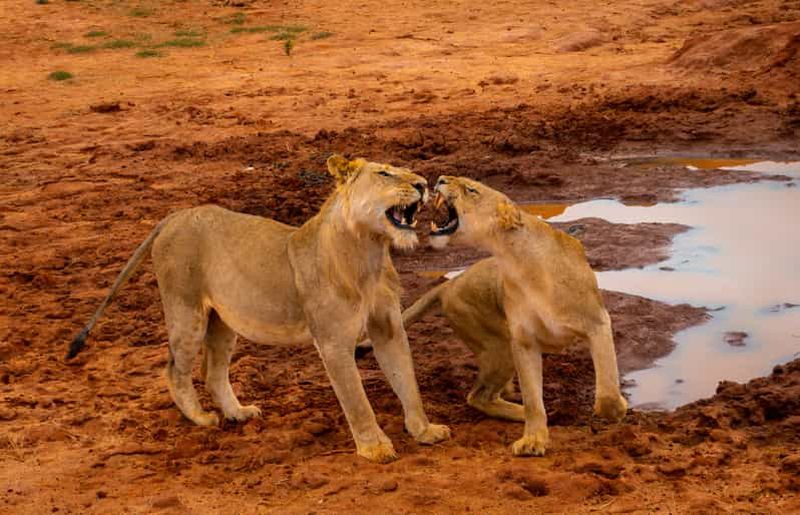 Billet Depuis Mombasa/Mtwapa/Diani/Tiwi : Safari d'une journée à Tsavo East