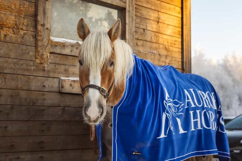 Billet Rovaniemi : Tour d'équitation avec des chevaux finlandais au SCV