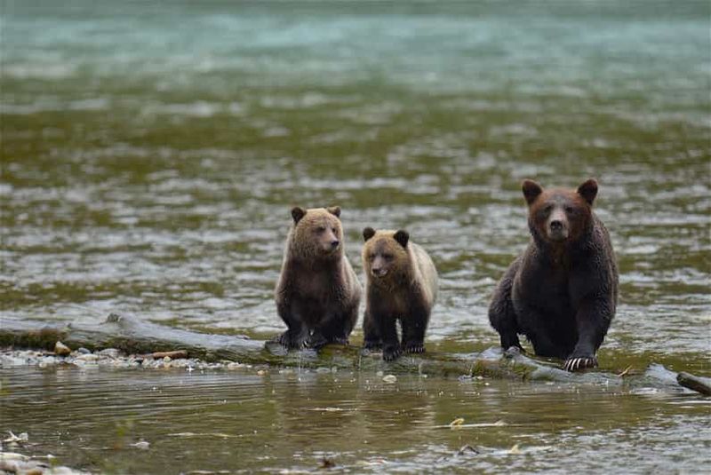 Billet Campbell River : Excursion et promenade en bateau pour observer les grizzlis à Bute Inlet