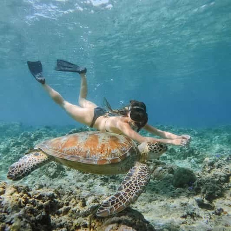 Billet Depuis Gili Meno : Plongée privée avec tortue et statue