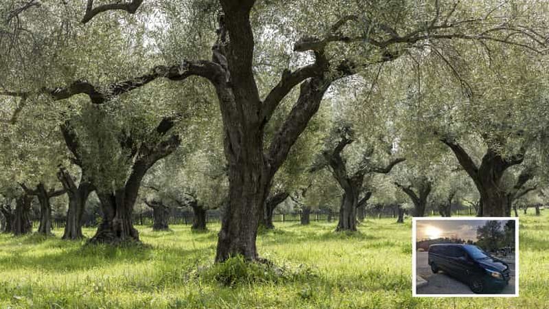 Billet Depuis Athènes : Dégustation de vin, d'huile et de fromage à Némée et Argolis