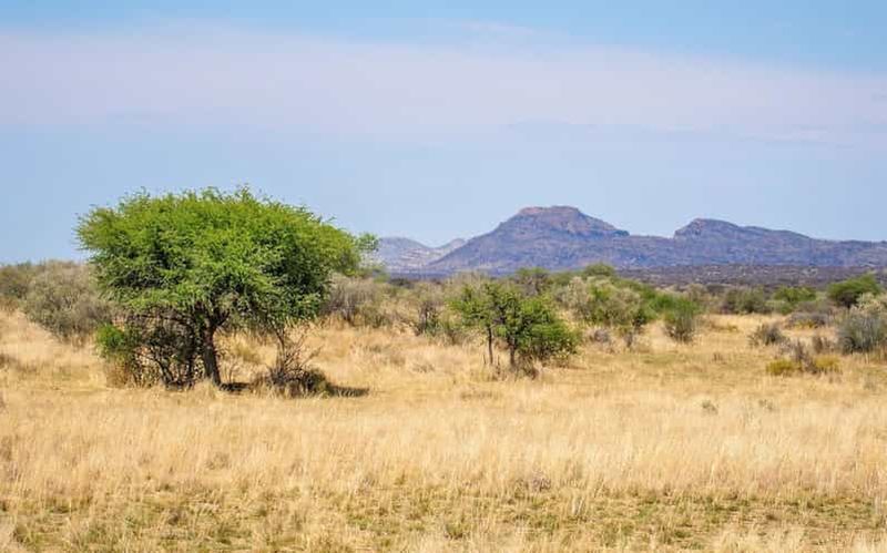 Billet Windhoek : safari pédestre guidé dans la savane namibienne