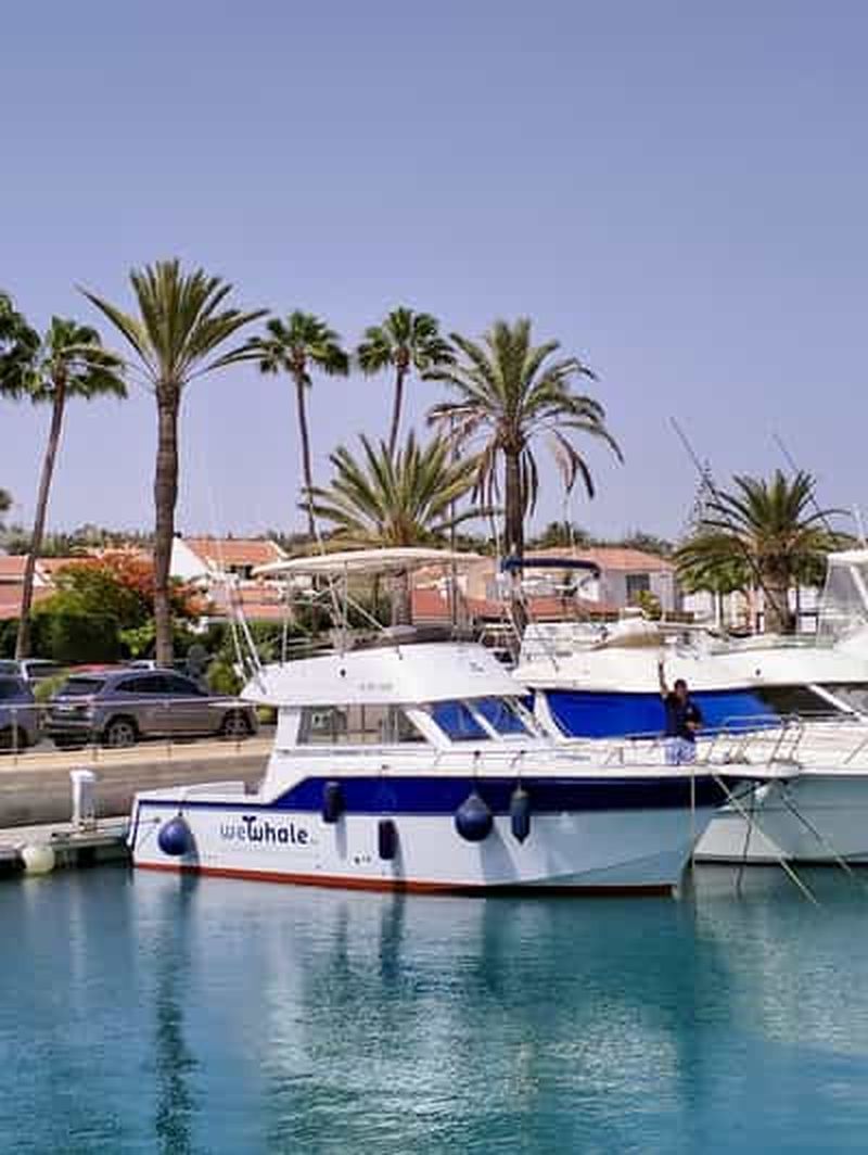 Billet Excursion en petit groupe pour observer les dauphins au coucher du soleil à bord d'un bateau hybride