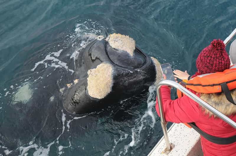 Billet Puerto Madryn : excursion d'une journée dans la péninsule Valdés avec observation des baleines