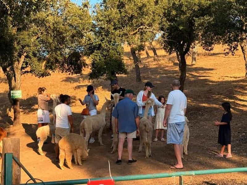 Billet Grandola : Rencontre et nourrissage des alpagas