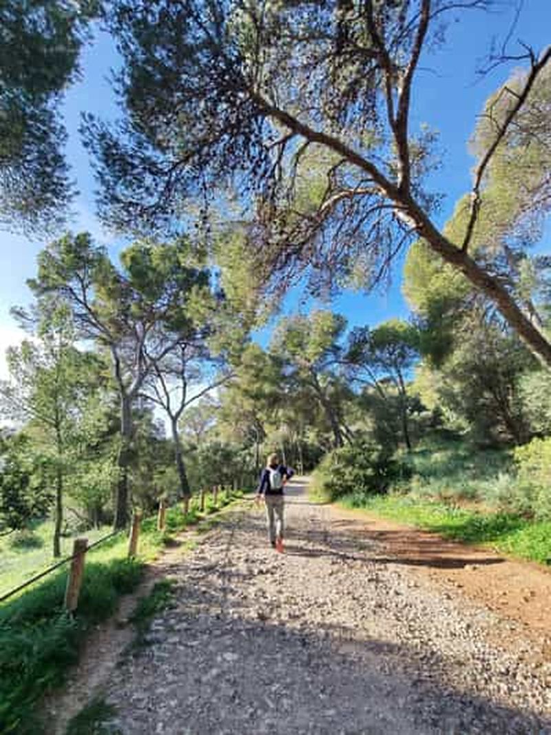 Billet Forêt de Palma et vieille ville : visite en vélo électrique et randonnée au château de Bellver