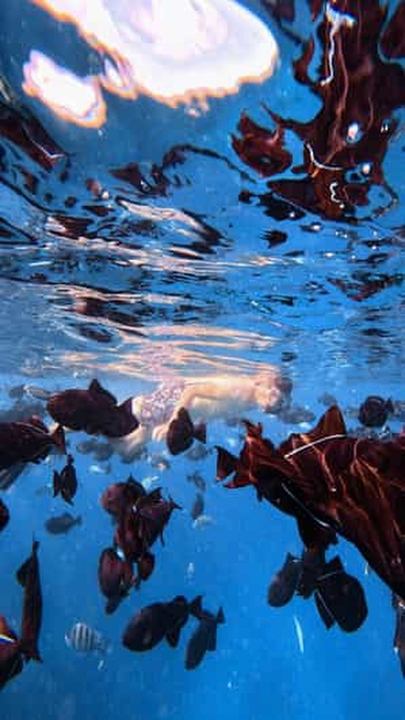 Billet Waikiki : Visite en petit groupe du Turtle Canyon avec masque et tuba