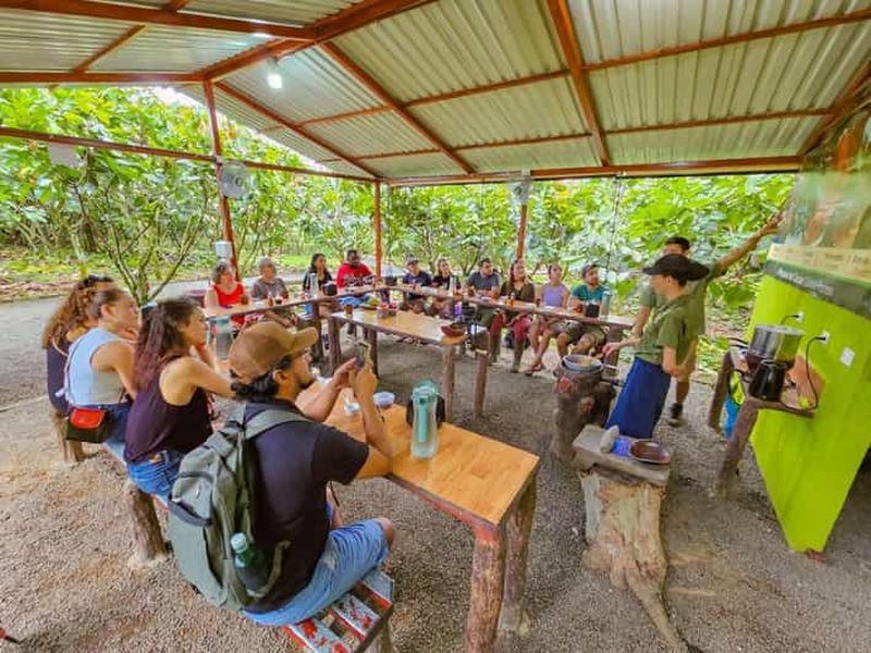 Billet La Fortuna : Visite des champs de café et de chocolat du nord