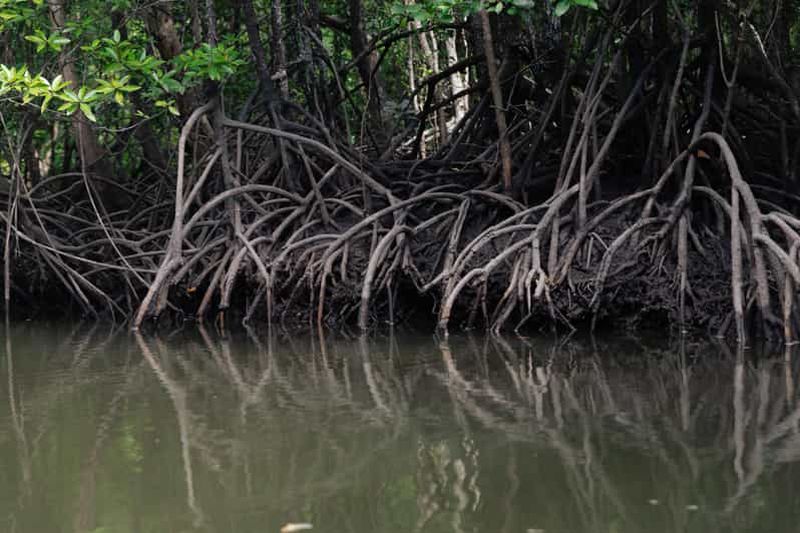 Billet Tour en bateau du groupe Langkawi Mangrove