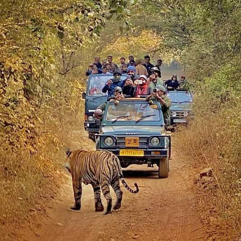 Billet Jaipur : safari nocturne en Jeep décapotable avec coucher de soleil et palais