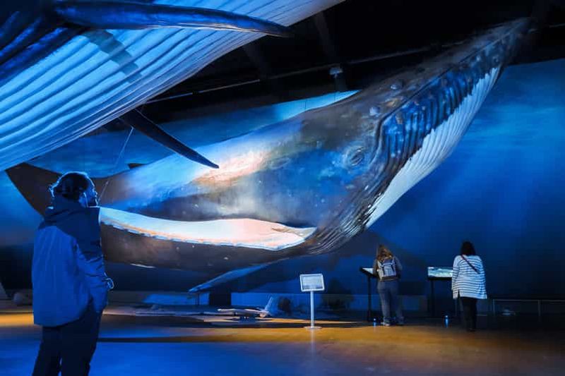 Billet Reykjavik : Excursion d'observation des baleines, Exposition sur les baleines d'Islande