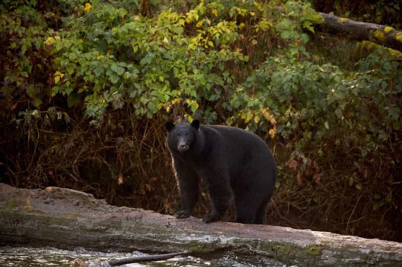 Billet Tofino : tour en bateau pour observer les ours avec un guide nature