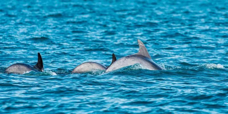 Billet Mascate : une excursion exceptionnelle en bateau pour observer les dauphins