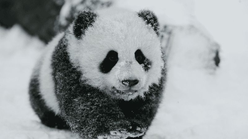 Billet Chengdu : Réservation et entrée à la base du panda géant
