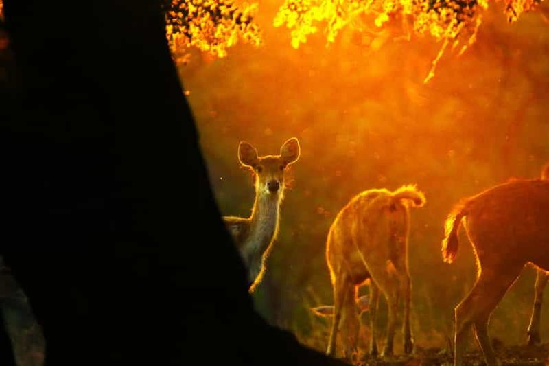 Billet Visite d'une journée au parc de Baluran : safari africain à Java