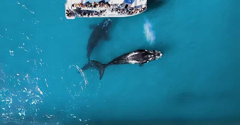 Billet Gansbaai : Tour en bateau du Big 5 marin