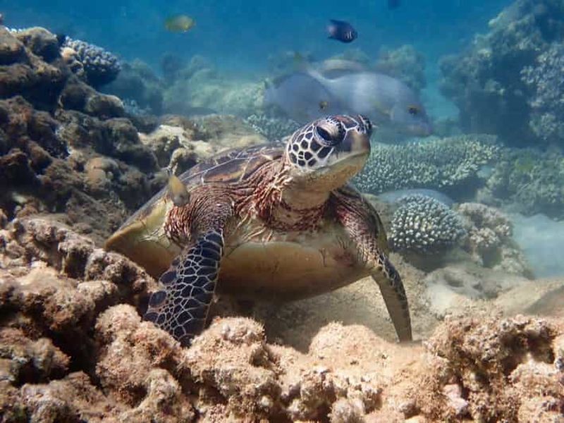 Billet Exmouth : Visite d'une demi-journée en kayak et plongée en apnée avec des tortues
