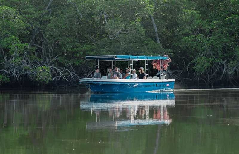 Billet Tamarindo : excursion en bateau au parc marin de Las Baulas, mangroves et nature