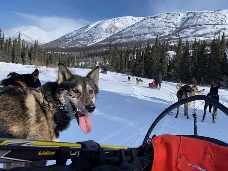 Billet Whitehorse : aventure en traîneau à chiens avec chocolat chaud