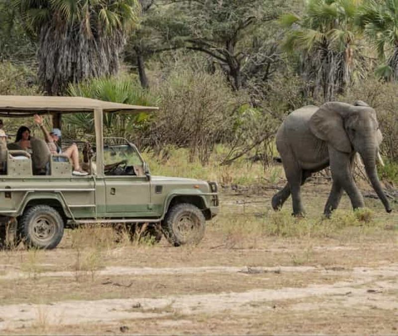 Billet 2 jours de Zanzibar au PN Nyerere (Selous GR) par vol